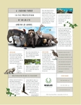 Nature & Wildlife Conservation Flyer