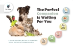 Pet Store Postcard - 1