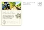 Vinyard & Winery - Postcard 2