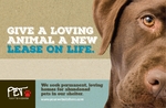 Animal Shelter & Pet Adoption - Postcard 1