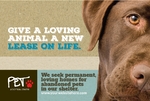 Animal Shelter & Pet Adoption - Postcard 2