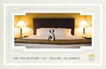 Pet Hotel & Spa - Postcard 1